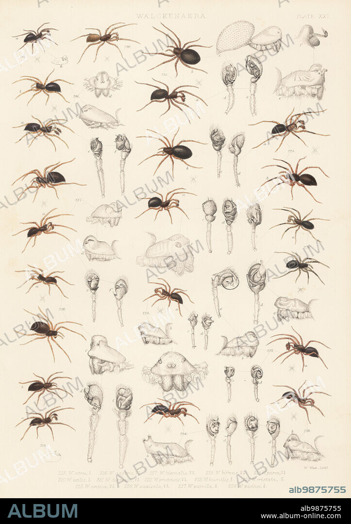 Dwarf spider, Erigone atra 215, sheet weaver spider, Troxochrus scabriculus 216, Erigonella hiemalis 217, Dismodicus bifrons 218, Microctenonyx subitaneus 219, Tapinocyba pallens 220, Ceratinella brevis 221, Baryphyma pratense 222, Araeoncus humilis 223, and Diplocephalus cristatus 224. Handcoloured lithograph by W. West from John Blackwalls A History of the Spiders of Great Britain and Ireland, Ray Society, London, 1861.. Walckenaeria antica 225, Trichoncus saxicola 226, Pocadicnemis pumila 227, and Diplocephalus picinus 228,.
