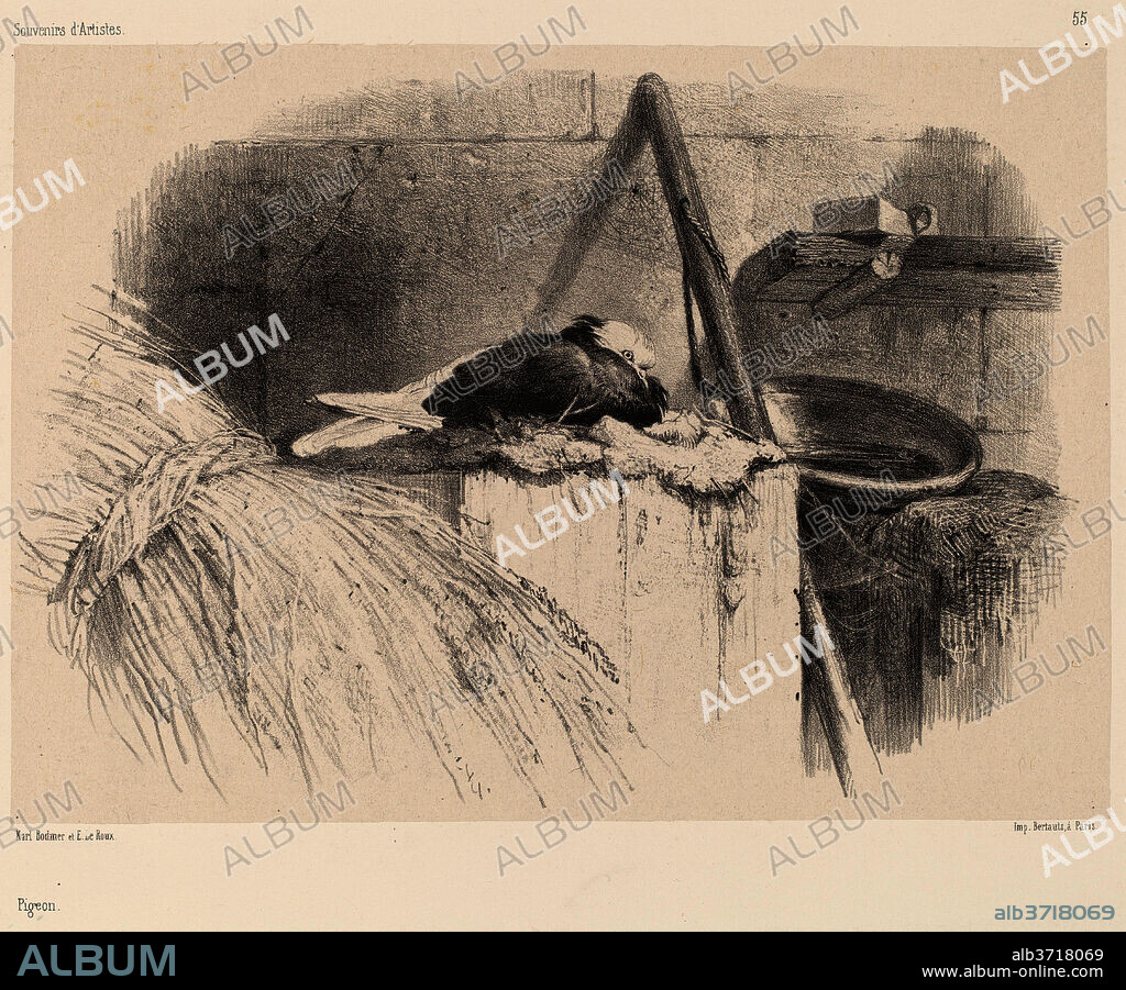 KARL BODMER. Pigeon. Medium: lithograph.