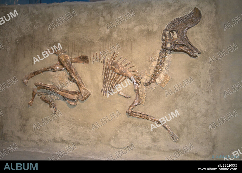 Skeleton of Lambeosaurus magnicristatus. Lambeosaurus is a genus of hadrosaurid dinosaur that lived about 76 to 75 million years ago, in the Late Cretaceous Period of North America. This bipedal/quadrupedal, herbivorous dinosaur is known for its distinctive hollow cranial crest, which resembled a hatchet. All had unusual crests, which are now generally assumed to have served social functions like noisemaking and recognition. Royal Tyrrell Museum, Drumheller, Alberta, Canada.