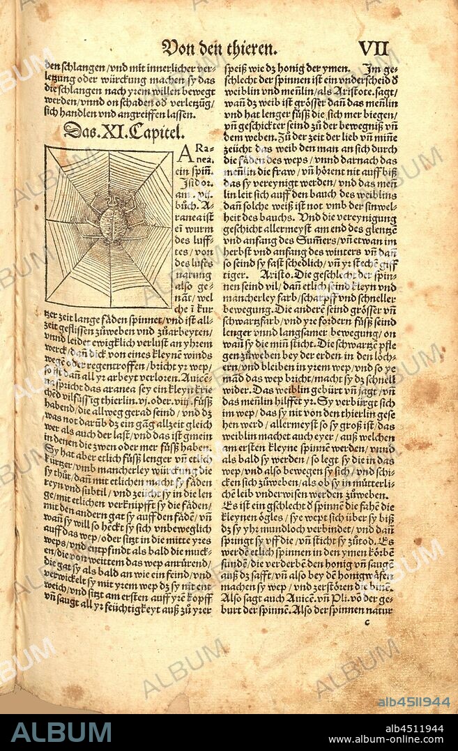 Aranea, Spider, Fig. 9, Fol. VIIr, Apiarius, Mathias (imp.), 1536, [Hortus sanitatis oder Garth der Gesundtheyt: von den vier Geschlechten als Thier, Vögel, Vischen und edlem Gesteyn]. [Gedruckt und volendet zu Strassburg]: [durch Mathiam Apiarium], [1536].