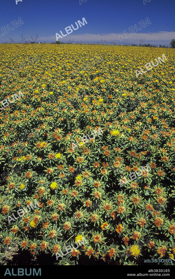 Safflower Field