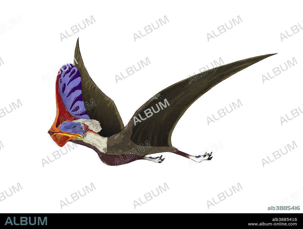 Tapejara, a genus of Brazilian pterosaur from the Cretaceous Period.