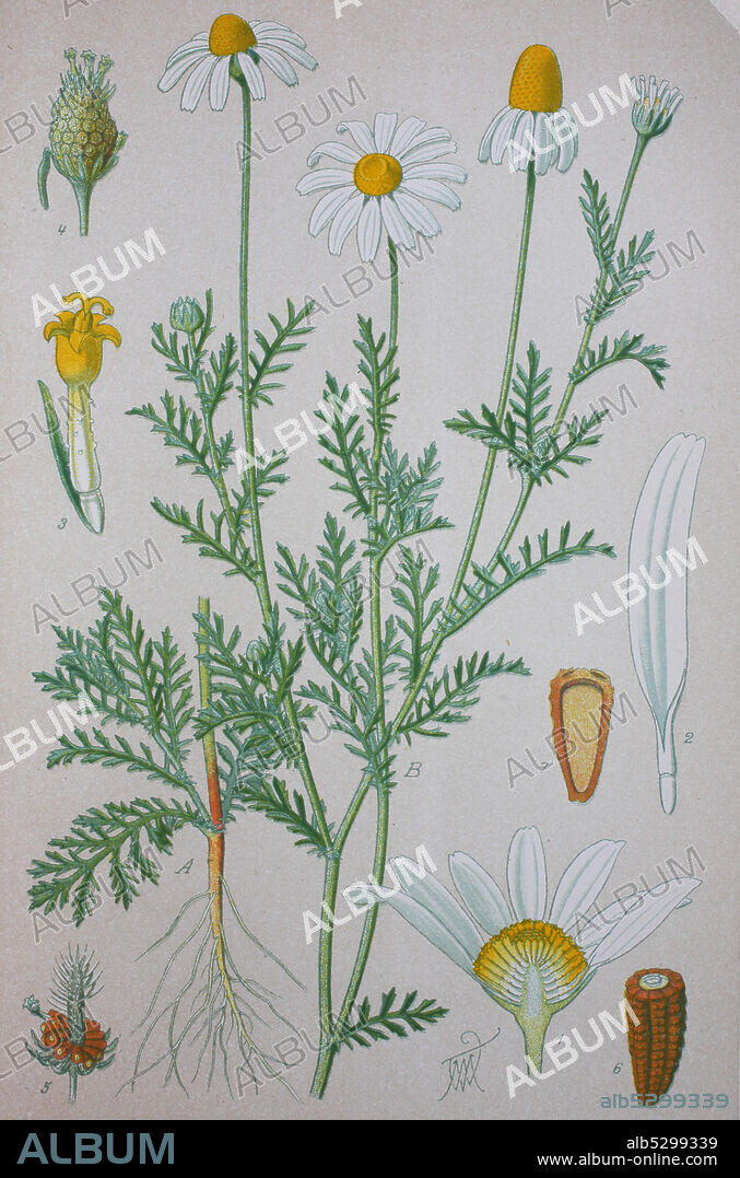 Anthemis arvensis, also known as corn chamomile, mayweed, scentless chamomile, or field chamomile is a species of the genus Anthemis and in the Asteraceae family  /  Acker-Hundskamille, Anthemis arvensis, Pflanzenart innerhalb der Familie der Korbblütler, Digital improved reproduction of an original print from the 19th century / digitale Reproduktion von einer Originalvorlage aus dem 19. Jahrhundert.