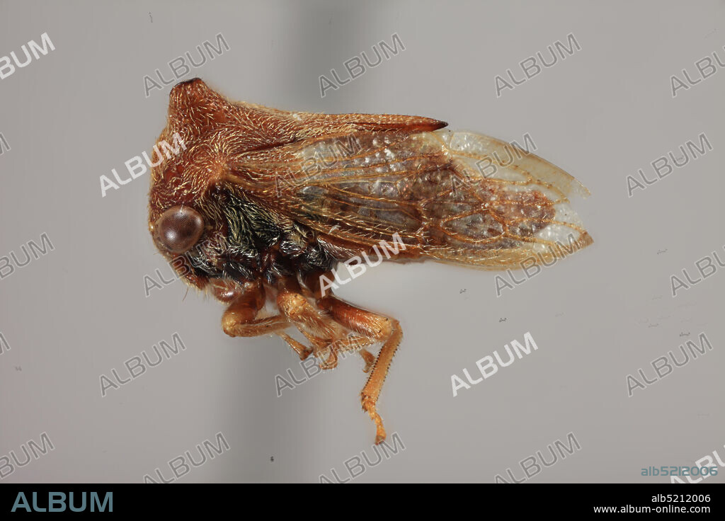 Koror I., Palau Islds., limestone ridge, N. of inlet, Koror, Palau, Republic of, Tricentrus dubius Kato, Animalia, Arthropoda, Insecta, Hemiptera, Homoptera, Membracidae.