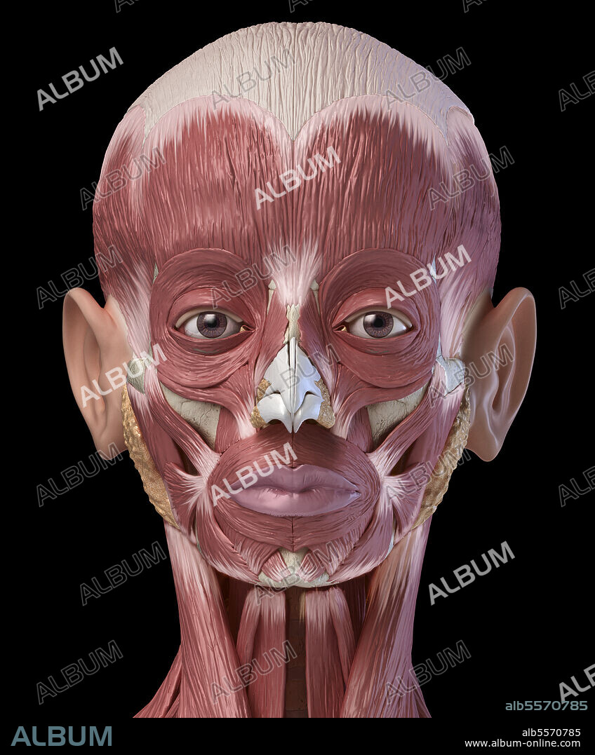 3D illustration of human facial muscles, frontal view on black background.