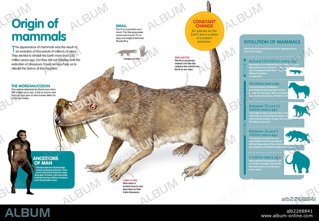El origen de los mamíferos. Infografía sobre la aparición y evolución de los mamíferos en la Tierra.