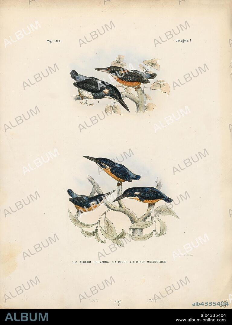 Alcedo euryzona, Print, The blue-banded kingfisher (Alcedo euryzona), is a species of kingfisher in the subfamily Alcedininae. Its natural habitats are subtropical or tropical moist lowland forest, subtropical or tropical mangrove forest, and rivers., 1863-1876.