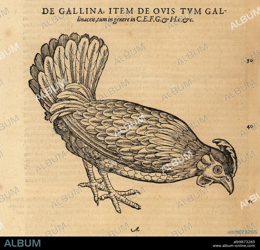 Chicken or hen, Gallus domestica. De Gallina, Gallus gallinaceus. Woodcut engraving after an illustration by Lucas Schan and Conrad Gessner from Conrad Gessners Historiae Animalium, De avium natura, (Natural history of animals: birds), Frankfurt, Wechel for Cambier, 1585.