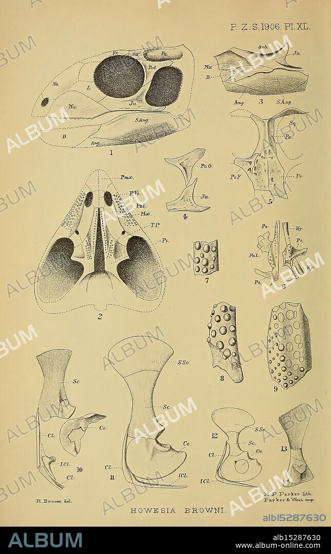 Proceedings of the Zoological Society of London, London, Academic Press Periodicals, Zoology, The illustration showcases a series of detailed anatomical drawings of Howesia browni, a species of bryozoan. Each labeled figure highlights distinct morphological features, including the structure of its zooids and skeletal elements. The caption annotations identify various parts, such as the polyp chamber, the avicularium, and the dimensions of different morphological adaptations. The arrangement emphasizes the diversity and complexity of this aquatic organism's anatomy, providing insight into its classification and biological function within its ecosystem.