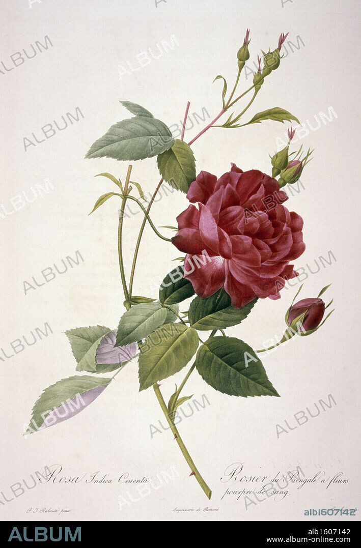 あなたにおすすめの商品 Cruenta Indica Rosa by Roses Les from Redoute Joseph Pierre その他
