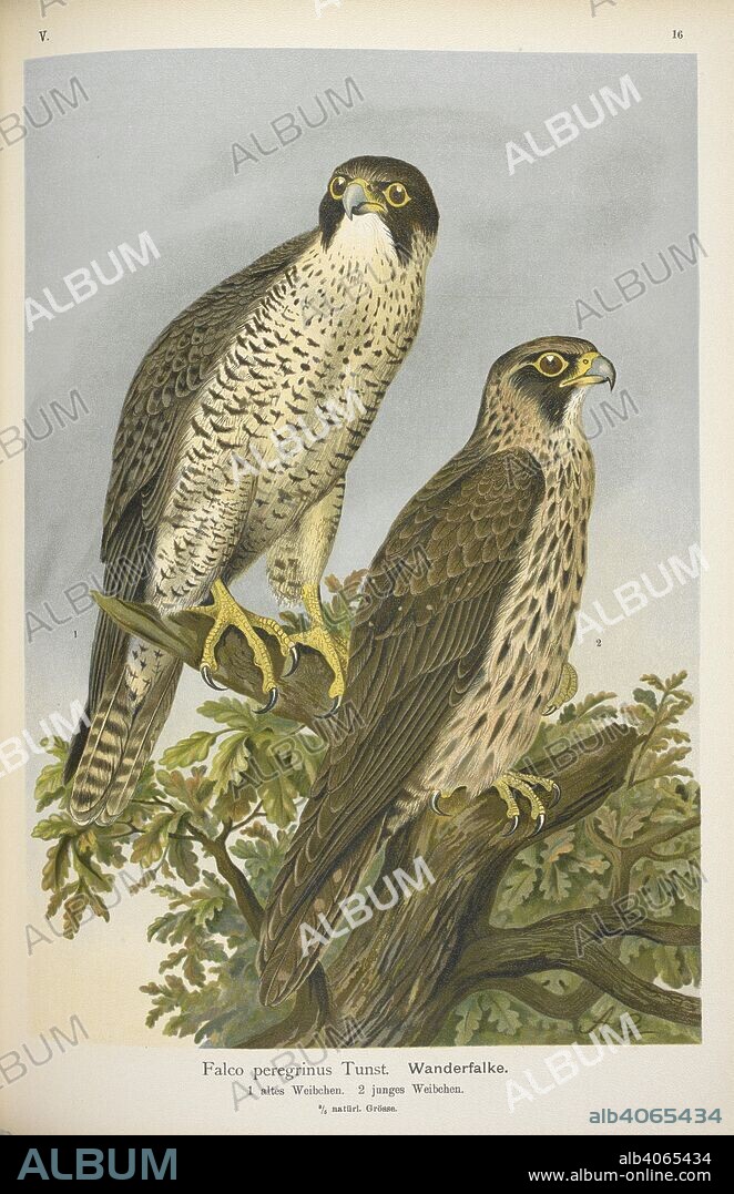 JOHANN ANDREAS NAUMANN. Falco peregrinus Tunst. Wanderfalke. Peregrine falcon. Naturgeschichte der VoÌˆgel Mittel-Europas. ... Herausgegeben von Dr. C. R. Hennicke, etc. Gera-Untermhaus, 1905 [1896-1905]. Source: 7208.l.1 vol.III Band V plate 16.