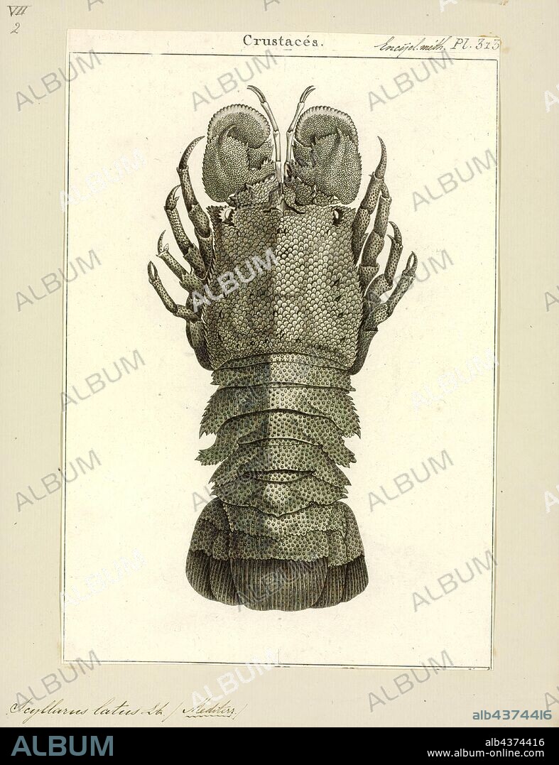 Scyllarus latus, Print, Scyllarides latus, the Mediterranean slipper lobster, is a species of slipper lobster found in the Mediterranean Sea and in the eastern Atlantic Ocean. It is edible and highly regarded as food, but is now rare over much of its range due to overfishing. Adults may grow to 1 foot (30 cm) long, are camouflaged, and have no claws. They are nocturnal, emerging from caves and other shelters during the night to feed on molluscs. As well as being eaten by humans, S. latus is also preyed upon by a variety of bony fish. Its closest relative is S. herklotsii, which occurs off the Atlantic coast of West Africa; other species of Scyllarides occur in the western Atlantic Ocean and the Indo-Pacific. The larvae and young animals are largely unknown.