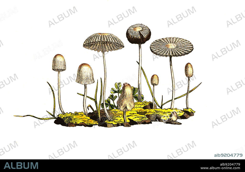 Gemeiner Scheibchentintling, Glimmeriger Scheibchentintling, Rad-Tintling, Rädchentintling, Parasola plicatilis, Coprinus plicatilis, Agaricus plicatilis / Parasola plicatilis is a small saprotrophic mushroom with a plicate cap, historical, digital improved reproduction of an original from the 19th century / digital restaurierte Reproduktion einer Originalvorlage aus dem 19. Jahrhundert, genaues Originaldatum nicht bekannt.