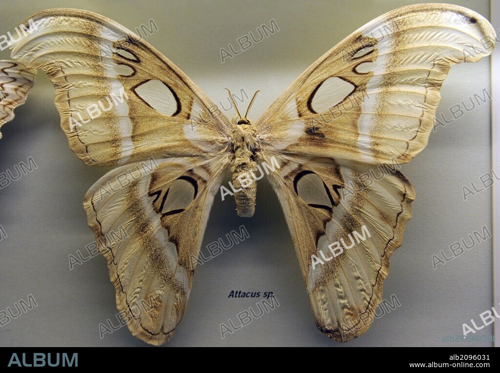 Mariposa atlas (Attacus atlas). Especie de lepidóptero ditrisio de la familia Saturniidae. La mariposa más grande del mundo. Museum fur Naturkunde (Museo de Historia Natural). Berlín. Alemania. Europa.