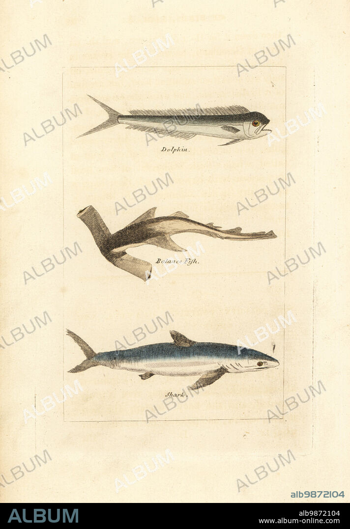 Unknown fish (mislabeled dolphin), balance fish or hammerhead, Sphyrma species, and blue shark, Prionace glauca. Handcoloured copperplate engraving after Jacques de Seve from James Smith Barrs edition of Comte Buffons Natural History, A Theory of the Earth, General History of Man, Brute Creation, Vegetables, Minerals, T. Gillet, H. D. Symonds, Paternoster Row, London, 1808.