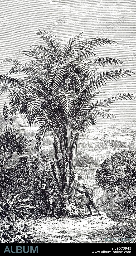 An engraving depicting a Cycas revoluta (sago palm) a species of gymnosperm in the family Cycadaceae, native to southern Japan including the Ryukyu Islands. Dated 19th century.