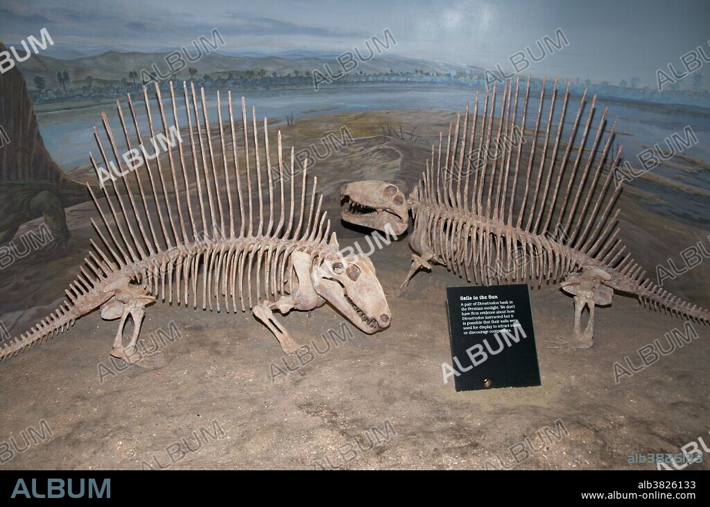 Dimetrodon Skeletons