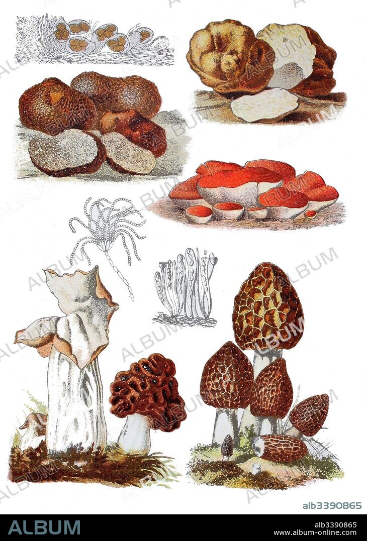 Common morel, Morchella esculenta (right bottem), Fungus Gyromitra, Gyromitra esculenta (bottem center), Elvela or autumn morel, Helvella infula (bottem left), Pezia, Peziza aurantiaca (2. von top right), black truffle, Tuber brumale melanosporum (left top), White truffle, Choiromyces maeandriformis (top right).