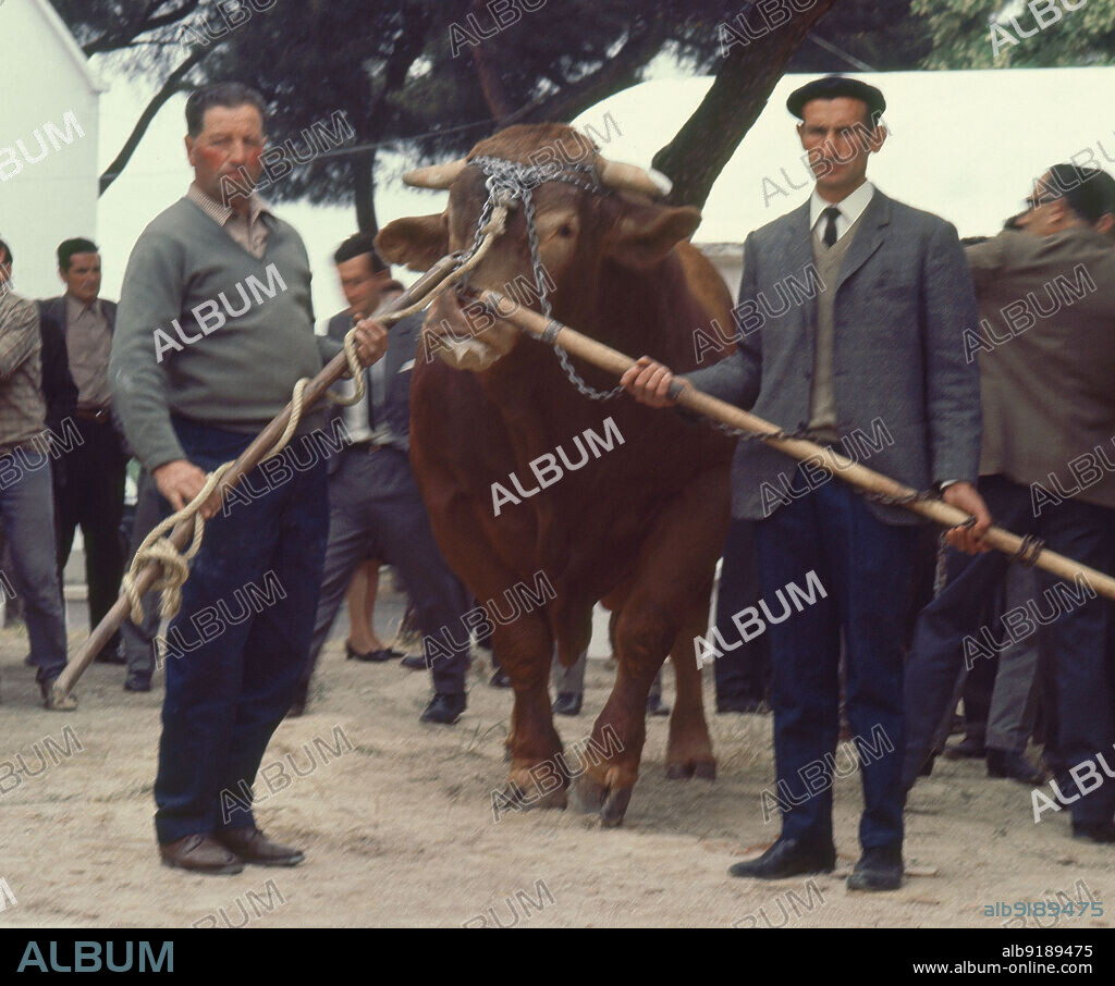 TORO RAZA GALLEGA RUBIA SEMENTAL DE 3 ANOS.