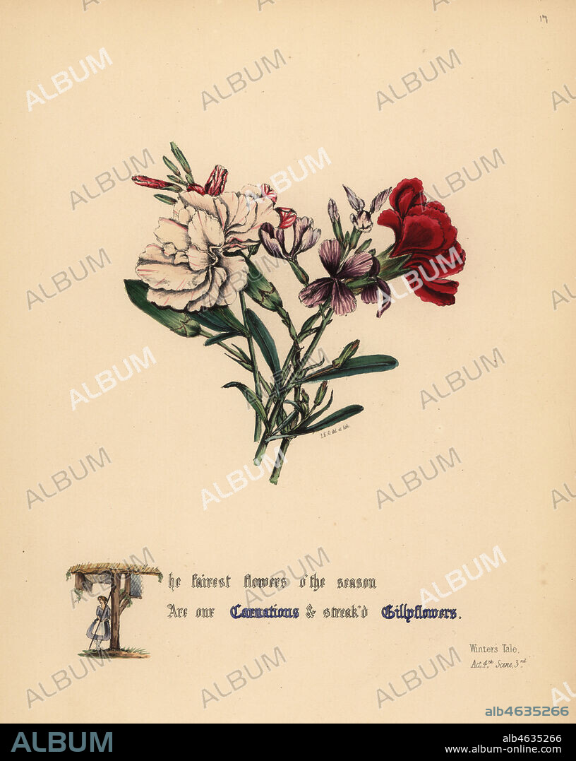 Carnations and Gilly flowers (Winter's Tale). Handcoioured botanical illustration drawn and lithographed by Jane Elizabeth Giraud from The Flowers of Shakespeare, Day and Haghe, London, 1845.