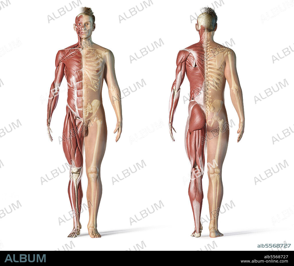 Male anatomy of muscular and skeletal systems, front and back view on white background.