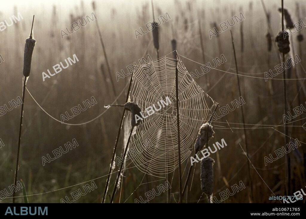 Dewy orb spider web on cattails in the early morning.