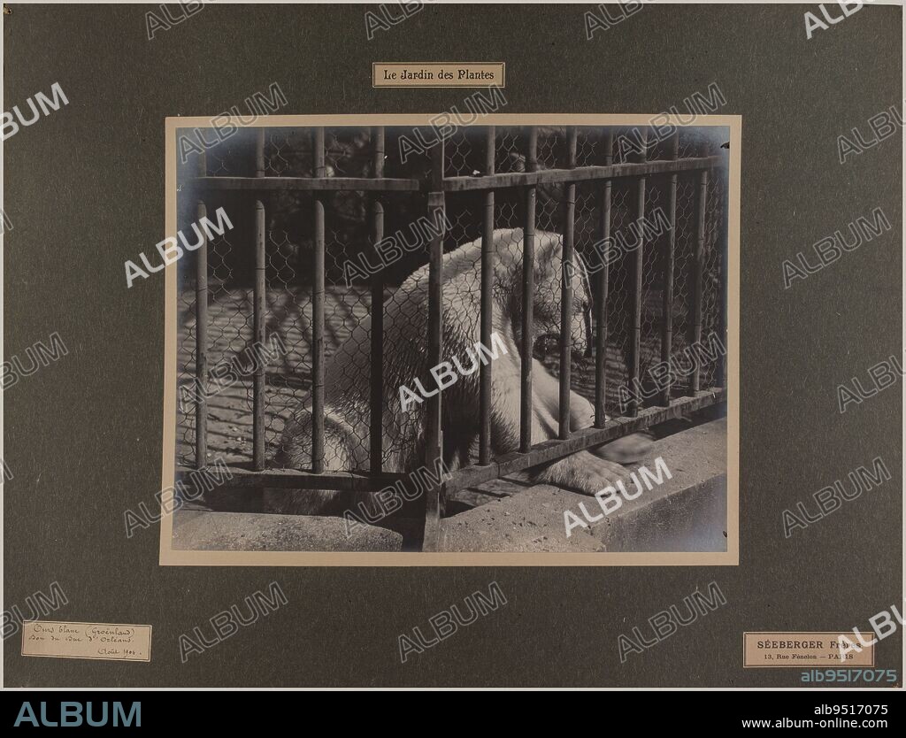 White bear (Greenland), gift of the Duke of Orleans. Jardin des plantes, 5th arrondissement, Paris, Séeberger Frères, Photographer, In 8-1906, 20th century, Graphic Arts, Photography, Gelatin silver bromide print, Height: 29.8 cm, Width: 39 cm.