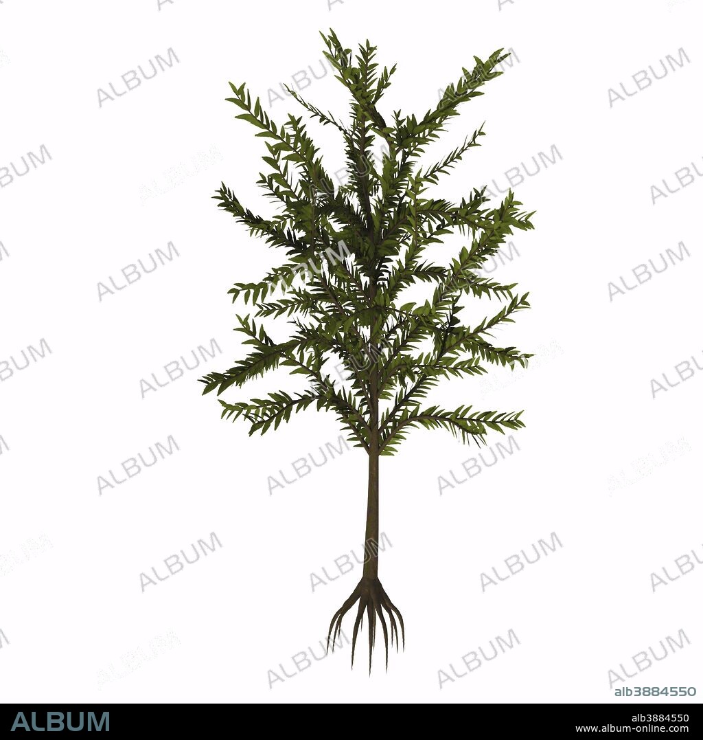 Dicroidium plant on white background. Dicroidium was one of the main components of the supercontinent, Gondwana flora during Triassic. It was a Pteridosperm, one of those plants commonly known as seed ferns (although it was not a fern).
