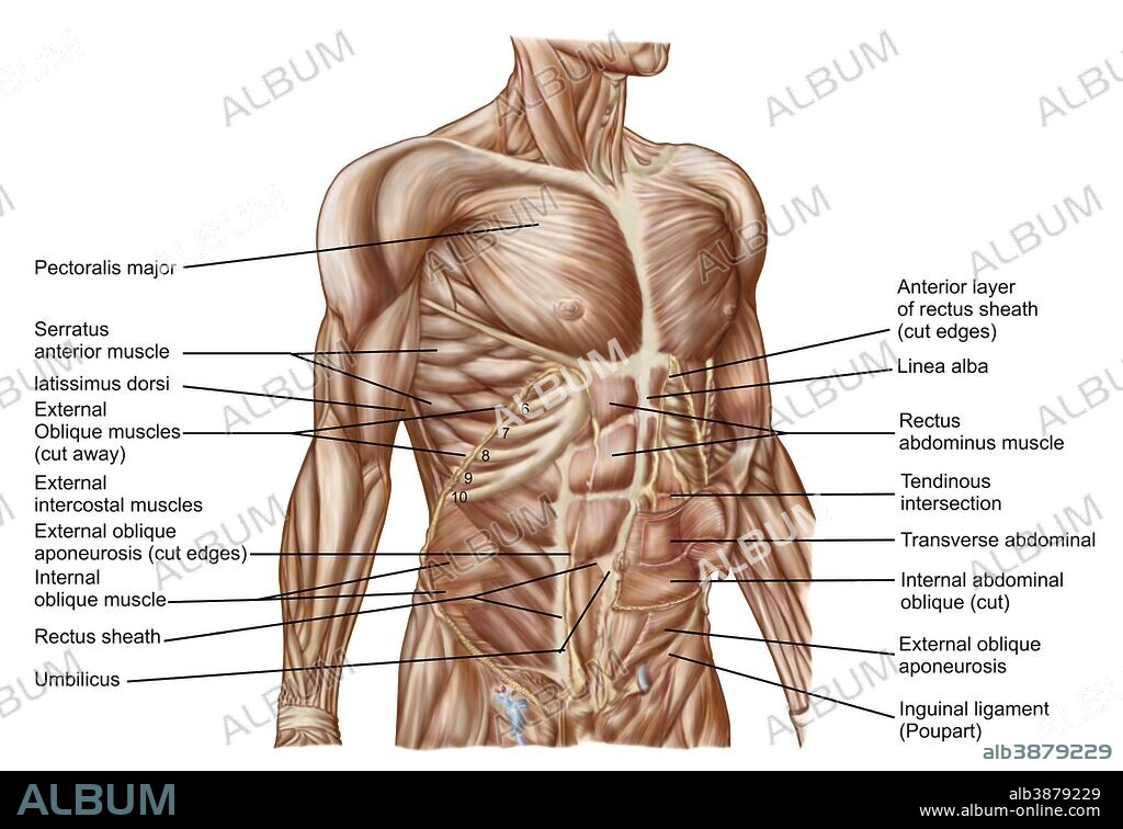 Anatomy of human abdominal muscles.
