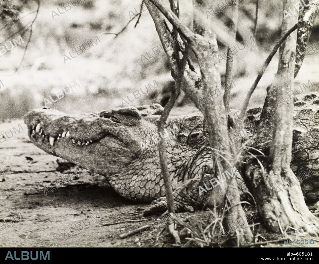 Uganda, A Nile crocodile (Crocodylus niloticus) rests on a riverbank at Murchison Falls, Northern Uganda, circa 1935. 1995/076/1/2/11/29.