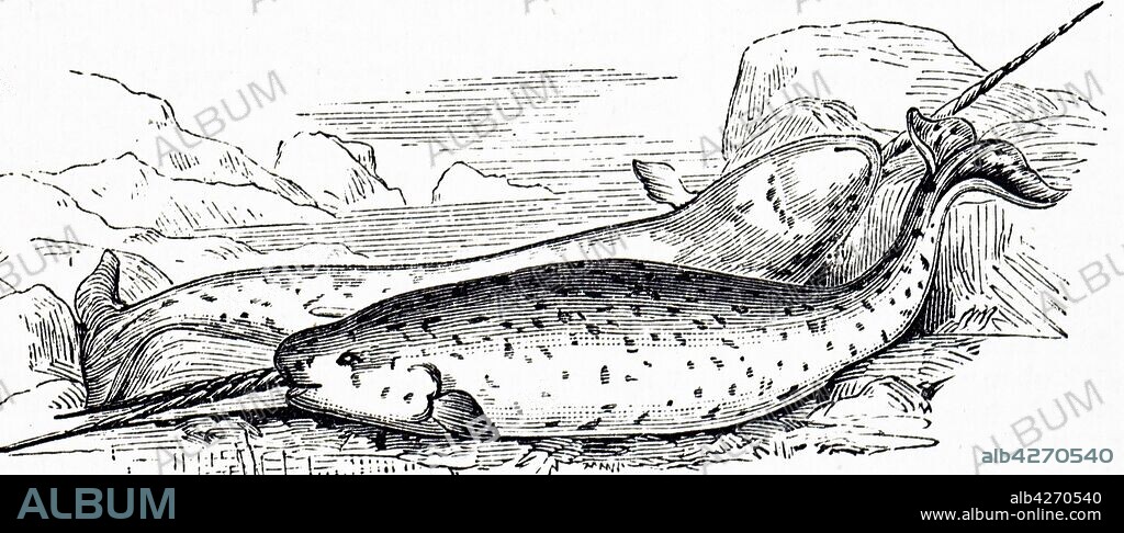 Engraving depicting a Narwhal, a medium-sized toothed whale that possesses a large "tusk" from a protruding canine tooth. It lives year-round in the Arctic waters around Greenland, Canada, and Russia. Dated 19th century.