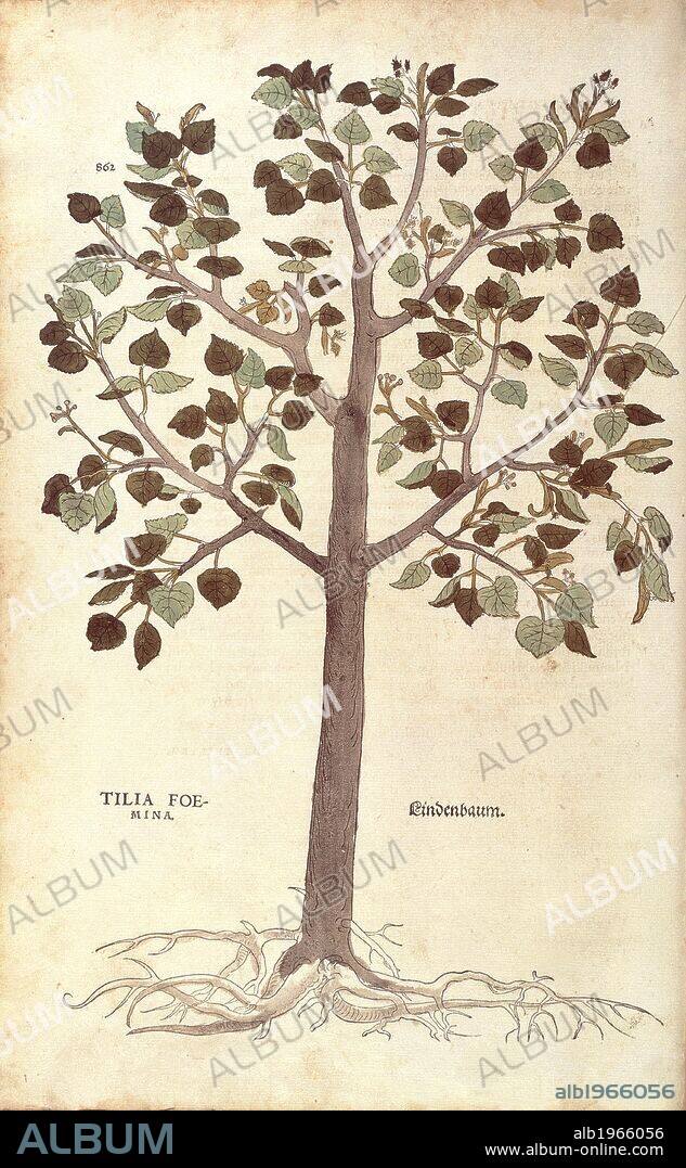 Herbal, 16th century. Leonhart Fuchs (1501-1566), De historia stirpium commentarii insignes (Notable Commentaries on the History of Plants), 1542. Plate: Small-leaved Lime - Tilia cordata (Tilia foemina). Colored engraving.