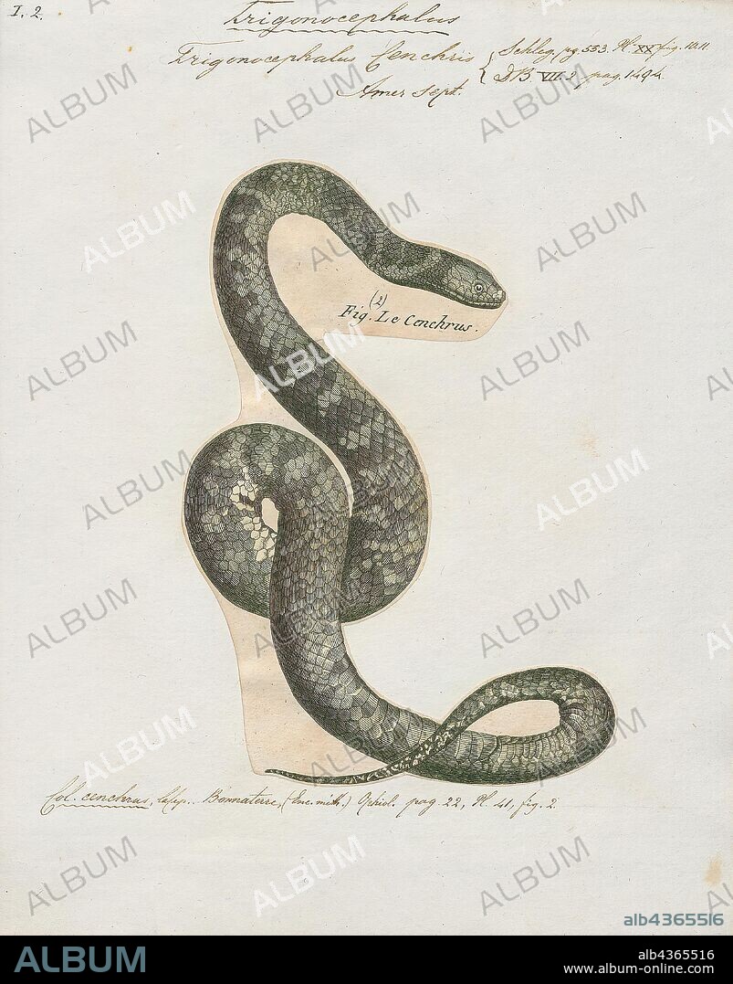 Trigonocephalus cenchris, Print, Agkistrodon contortrix is a species of venomous snake, a pit viper, endemic to Eastern North America; it is a member of the subfamily Crotalinae in the family Viperidae. The generic name is derived from the Greek words ancistro (hooked) and odon (tooth), and the specific name comes from the Latin contortus (twisted, intricate, complex); thus, the scientific name translates into "twisted hook-tooth". The common name for this species is the copperhead. Its behavior may lead to accidental encounters with humans. Five subspecies are currently recognized, including the nominate subspecies described here., 1700-1880.