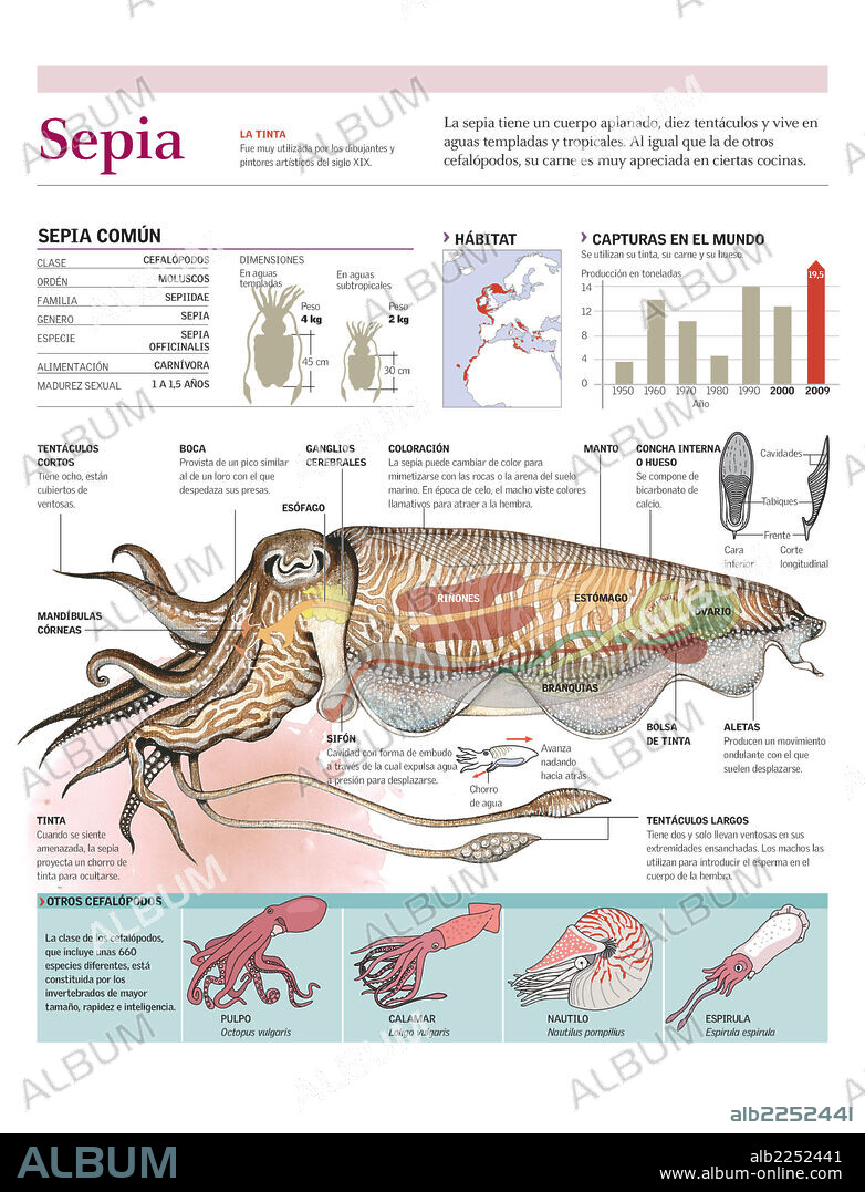 Sepia. Infografía de la anatomía, hábitat y locomoción de la sepia y las capturas a nivel mundial.
