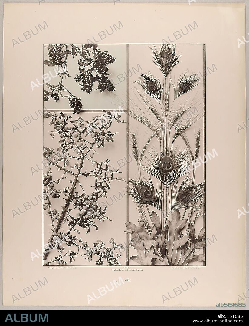 Gerlach & Schenk, Martin Gerlach, J. Schober, groups and filling of sallow willow, blackthorn, peacock feathers, grain and foreign silver tree leaves, Staatliche Landesbildstelle Hamburg, collection on the history of photography, paper, collotype, sheet size: height: 40.1 cm; width: 32.1 cm, inscribed: recto: Verlag von Gerlach & Schenk in Vienna, Déposé. Gerlach, Festons and decorative groups, collotype by J. Schober in Karlsruhe. Numbering, Landesbildstelle, handwritten inv. no, photography, plants and herbs.