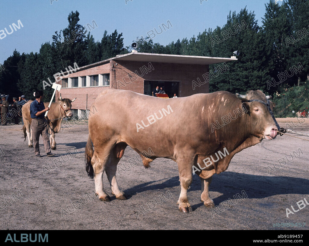 TORO PIRENAICO.