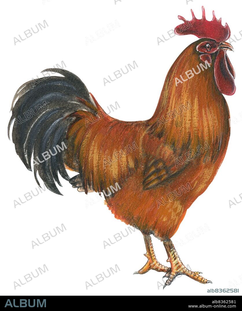 New Hampshire rooster.