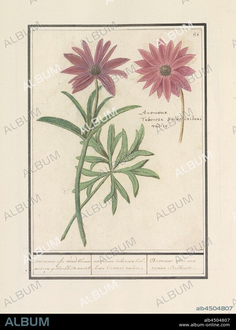Anemone (Anemone) or dahlia (Dahlia), anemone or a wind flower with a tufted root. / anemone tuberosa bulbosa Cassani radice. / Anemone avec une racine Bulbeuse (title on object), Pink anemone or dahlia. Numbered top right: 81. Top right the Latin name. Part of the first album with drawings of flowers and plants. Eighth of twelve albums with drawings of animals, birds and plants known around 1600, commissioned by Emperor Rudolf II. With explanations in Dutch, Latin and French, flowers: anemone, flowers (DAHLIA), Anselmus Boetius de Boodt, 1596 - 1610, paper, watercolor (paint), deck paint, chalk, ink, pen, h 203 mm × w 155 mm.