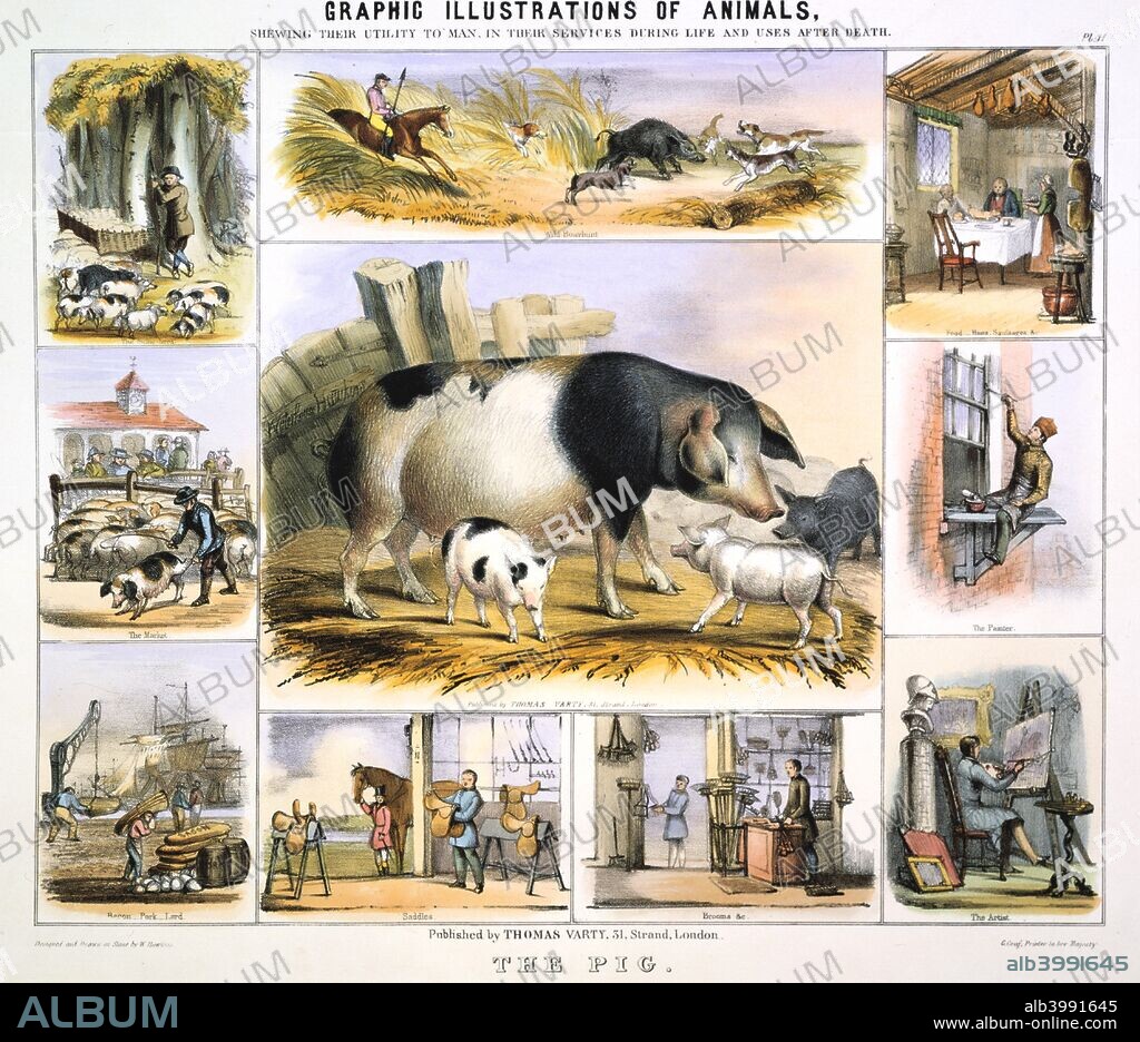 The Pig, c1850. The central image shows a sow and piglets. Surrounding vignettes show (clockwise from top left): a swineherd with pigs in a forest to eat acorns, exercising rights of panage; hunting wild boar with dogs; a farmhouse kitchen with hams hanging from the rafters and a woman serving a leg of pork, while on the table are a pork pie and  a roast suckling pig; a house painter using a brush of pig bristle; an artist using a brush of pig bristle; a broom seller; pigskin for making saddles; export of bacon and lard; pigs at a market. From Graphic Illustrations of Animals and Their Utility to Man published by Thomas Varty. (London, c1850).