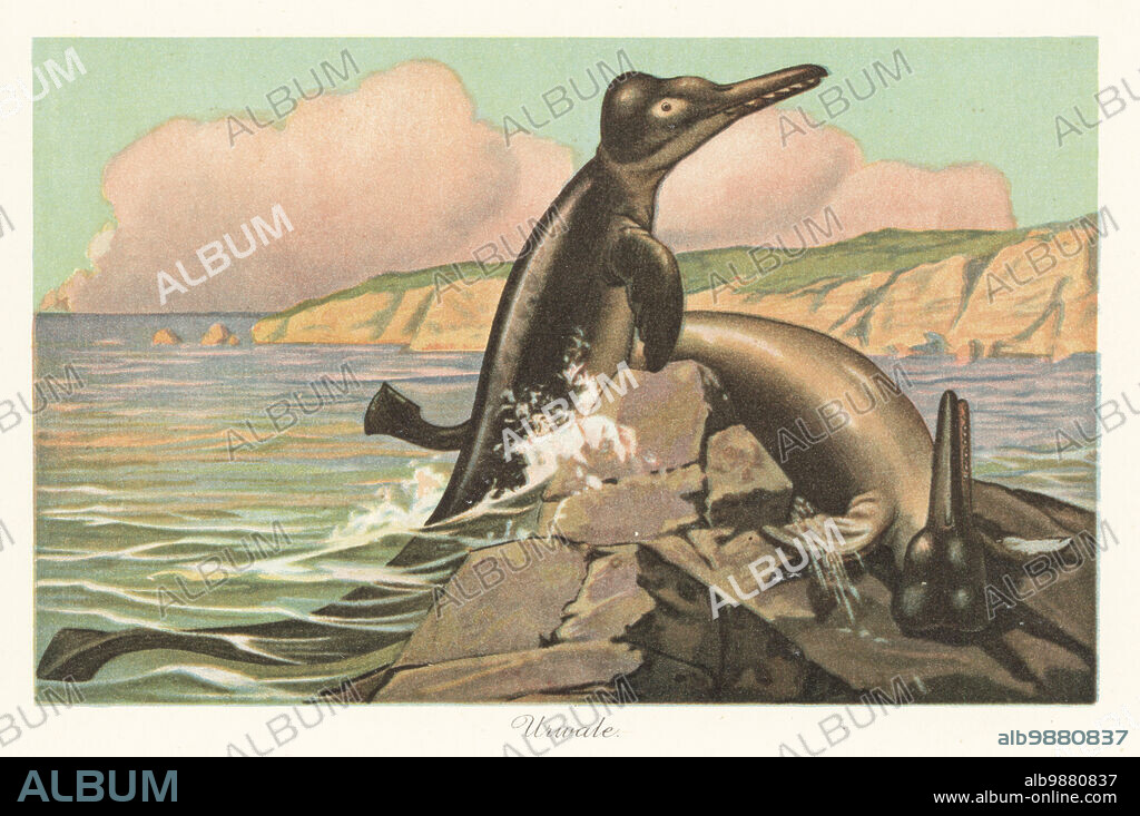Reconstruction of a Basilosaurus, genus of large, predatory, prehistoric archaeocete whale from the late Eocene. Zeuglodon or Urwale. Colour printed illustration by F. John from Wilhelm Bolsches Tiere der Urwelt (Animals of the Prehistoric World), Reichardt Cocoa company, Hamburg, 1908.