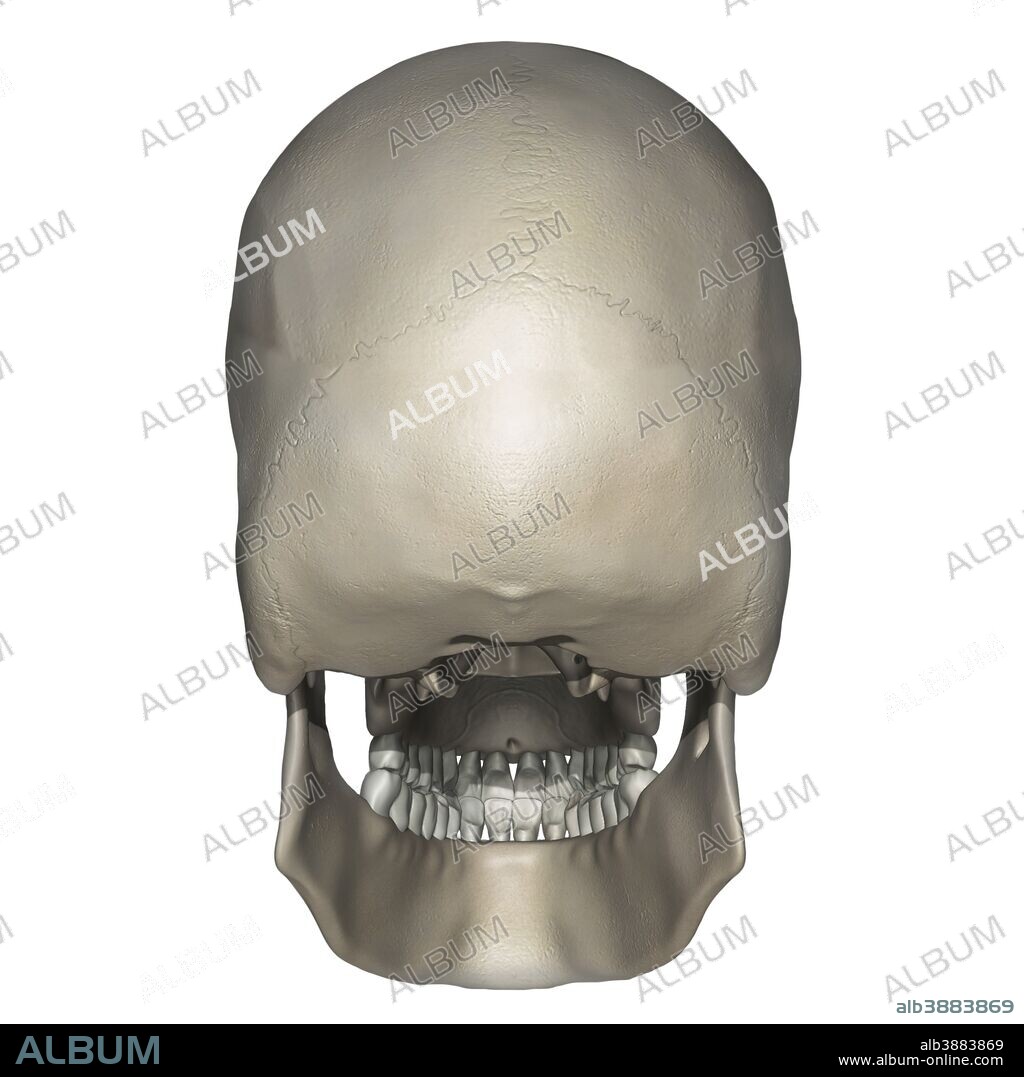 Posterior view of human skull anatomy.