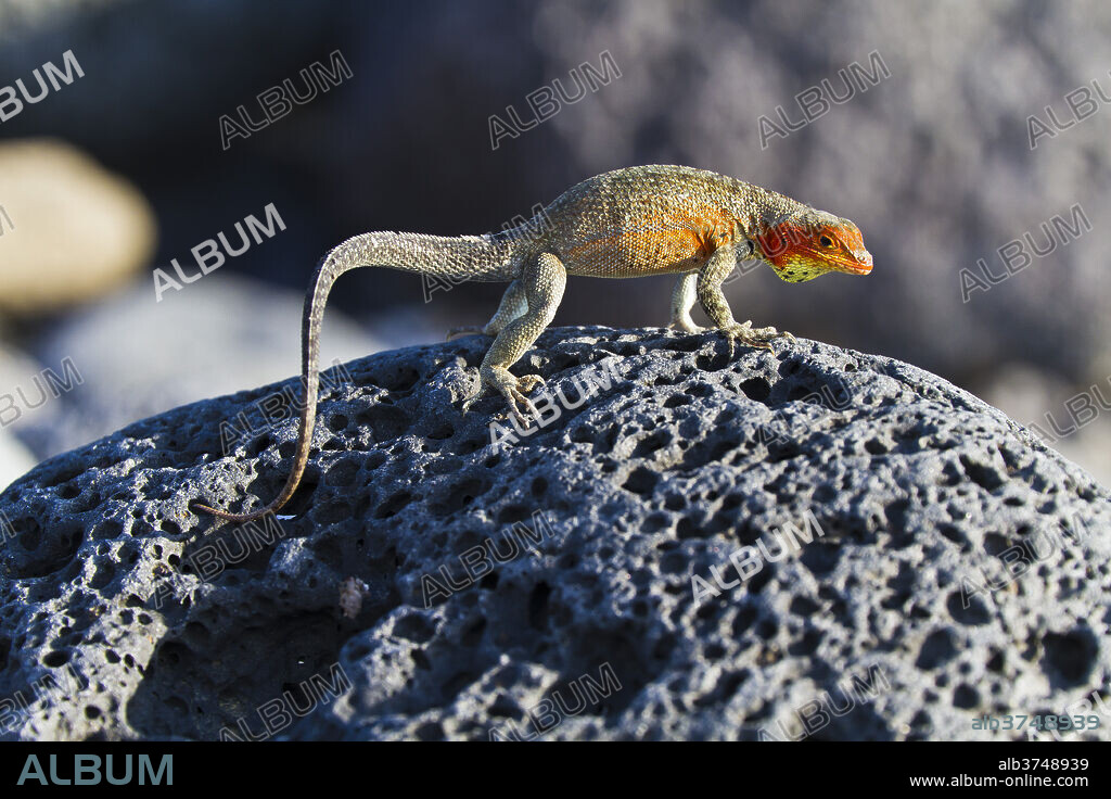 Female lava lizard (Microlophus spp), Las Bachas, Santa Cruz Island, Galapagos Islands, Ecuador, South America.