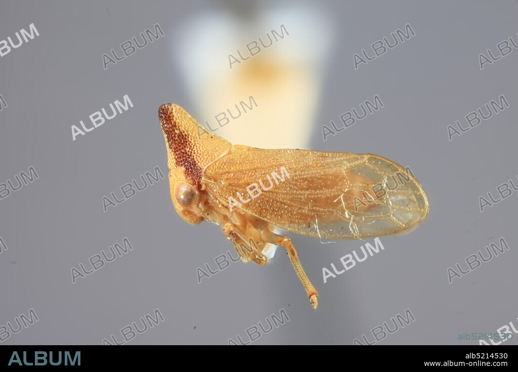 Concepusa, Chile, Chile, Orekthen osborni Funkhouser, 1930, Animalia, Arthropoda, Insecta, Hemiptera, Homoptera, Membracidae.
