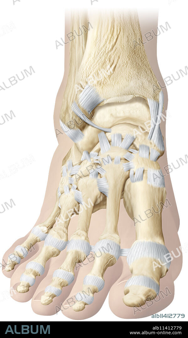 Surfaces of these joints are relatively flat and not very mobile; they allow only a narrow gliding range. Examples include certain bones of the wrist and foot.