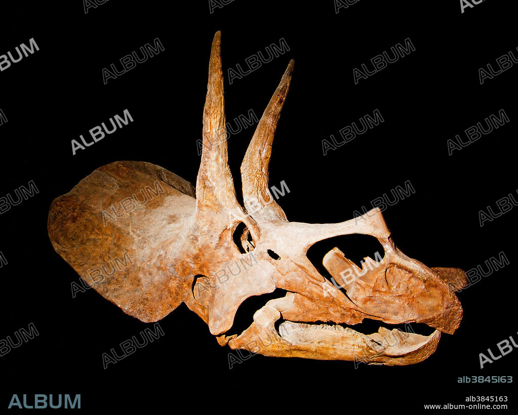 Triceratops Skull Fossil. Triceratops (Triceratops Horridus). Wyoming Center, Wyoming, USA.
