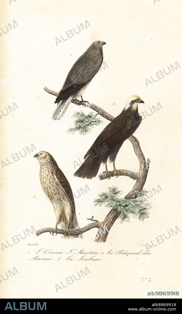 Hen harrier, Circus cyaneus 1, Eurasian marsh-harrier, Circus aeruginosus 2, and Montagu's harrier, Circus pygargus 3, L'oiseau saint-martin, Falco cyaneus, Le busard, Falco aeruginosus, La soubuse, Falco pygargus. Handcoloured engraving by Madame Thorel after an illustration by Antoine Chazal from Achille Richard's Oeuvres Completes de Buffon, Pourrat Freres, Paris, 1839.