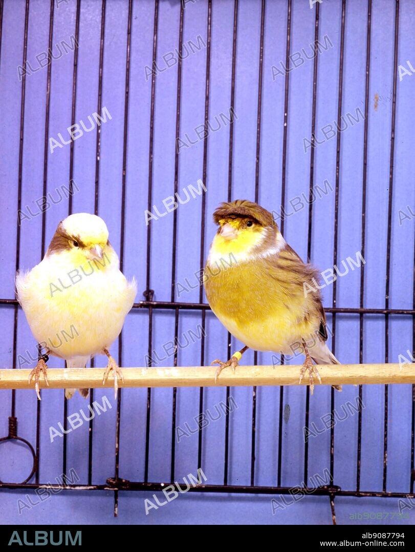 Pair of Gloster Fancies - Consort Head-marked Buff hen (left), Corona Heavily Variegated Buff cock (right) White Frill (left) and Yellow Frill (right).