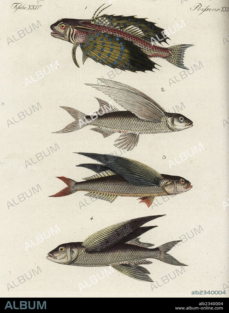 Flying gurnard, Dactylopterus volitans 1, bandwing flyingfish, Cheilopogon exsiliens 2, . tropical two-wing flyingfish, Exocoetus volitans 3, and African sailfin flyingfish, Parexocoetus mento 4. Handcoloured copperplate engraving from Friedrich Johann Bertuch's Bilderbuch fur Kinder (Picture Book for Children), Weimar, 1795.