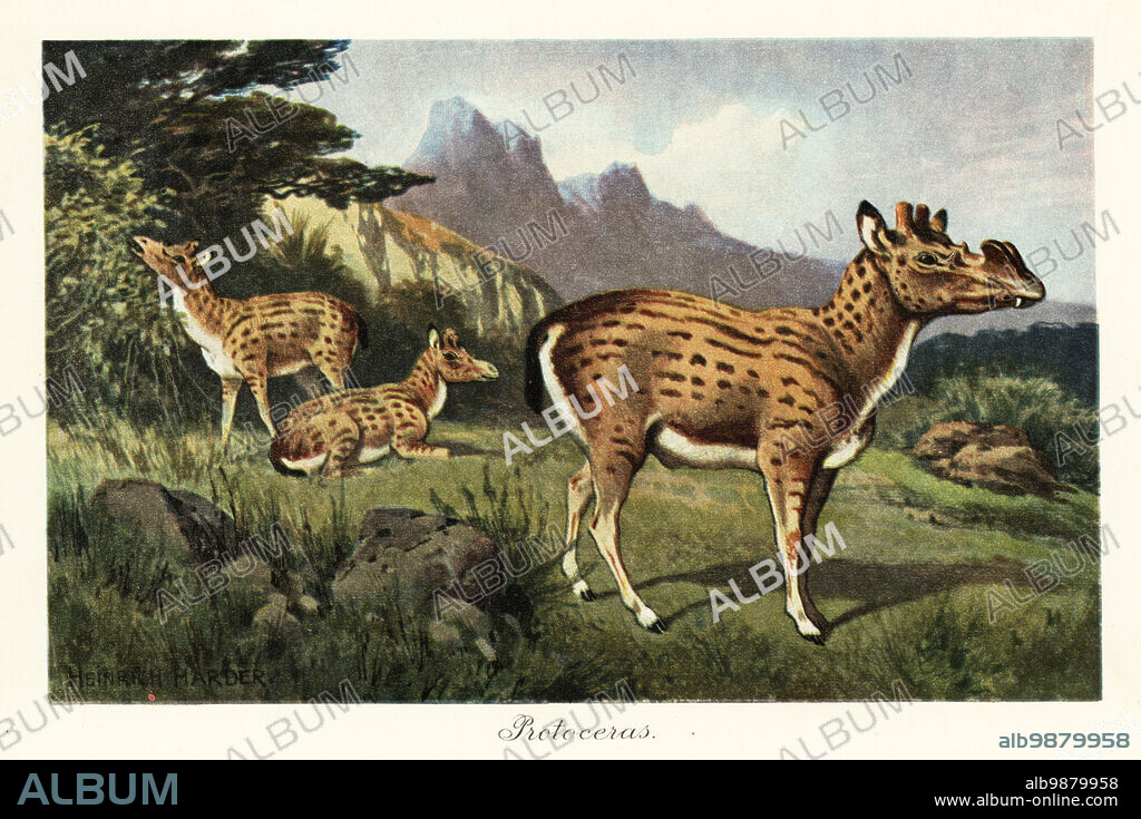 Protoceras celer, extinct species of Artiodactyla, Oligocene to the early Miocene. Giraffe ancestor. Colour printed illustration after Heinrich Harder from Wilhelm Bolsches Tiere der Urwelt (Animals of the Prehistoric World), Reichardt Cocoa company, Hamburg, 1908. Heinrich Harder (1858-1935) was a German landscape artist and book illustrator.