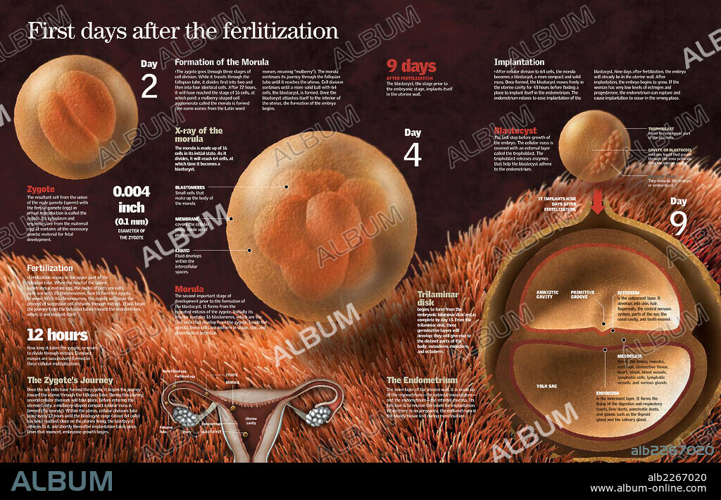 First days after the fertilization. Infographic of the evolution of the zygote in the uterus, its implantation in the endometrium, in the first days following the fertilization of the ovum.